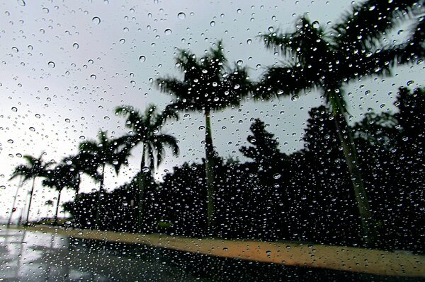 Palmy przy plaży z kroplami deszczu