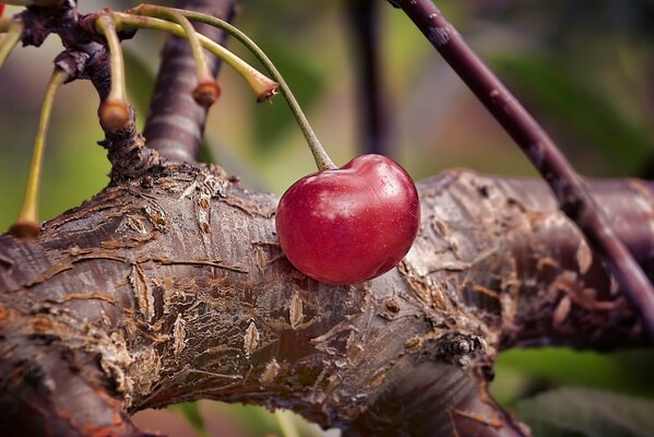 Cereza en una rama. Foto macro