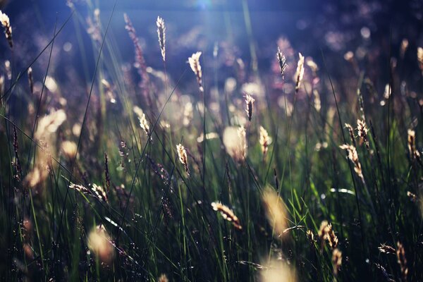 Трава переливается в лучах солнца