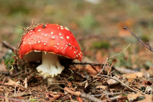 Piccolo agarico di Mosca in posa in una radura