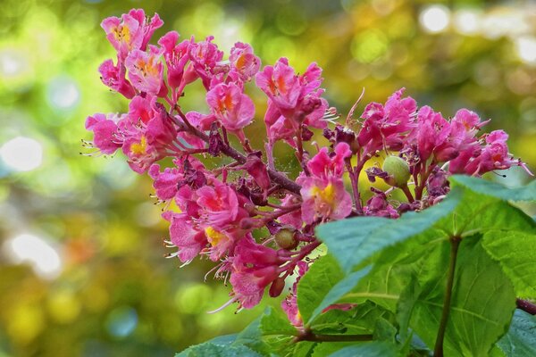 Kastanienblüte in ihrer Blütezeit