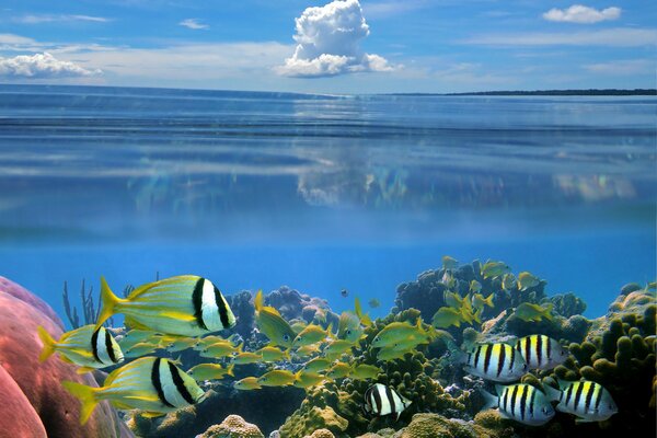 Fish on the seabed. Cloudy sky