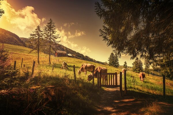 Cows graze in the pasture near the hills