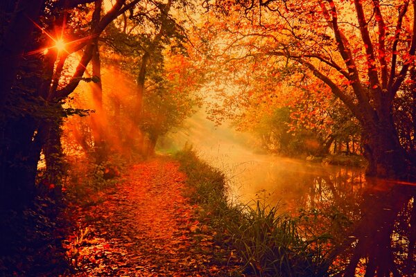 Río en el bosque, naturaleza en el parque, bosque colorido en otoño