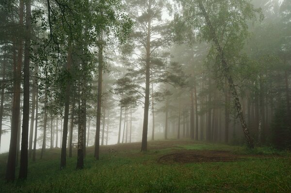 Wald Nebel Bäume Gras Landschaft