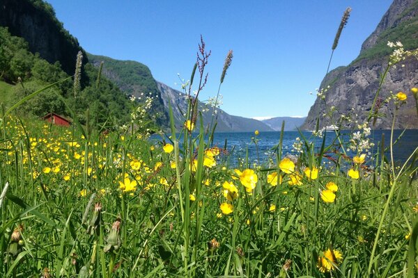 Fleurs sauvages sur fond de montagnes en Norvège