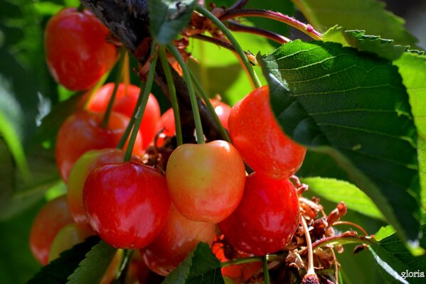 Saftige Trauben von Beeren auf einem Ast