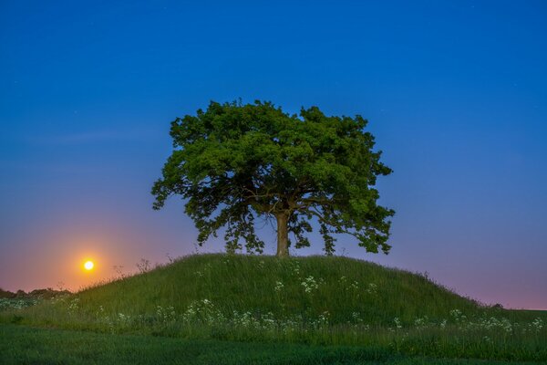 A lonely tree on a hill at sunset