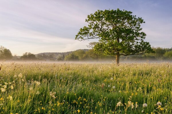 Paysage avec arbre sur le champ et le brouillard