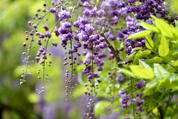 Wisteria brushes are all in bloom