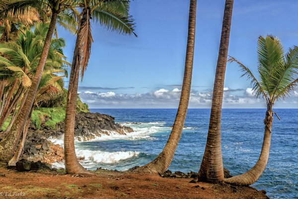 The seashore among palm trees and clouds