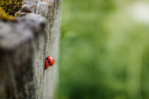 Ladybug on a tree on a summer day