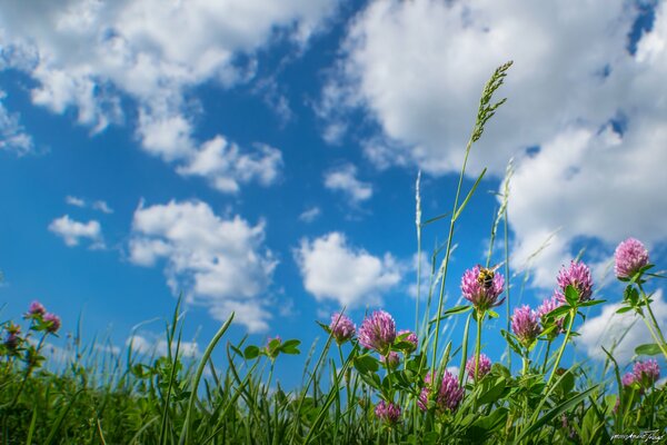 Łąkowe kwiaty na tle błękitnego nieba