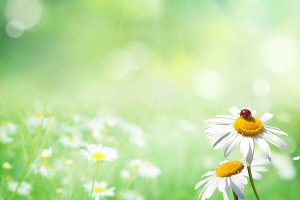 Lichtung mit Gänseblümchen und Marienkäfer