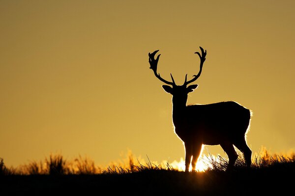 Silhouette of a deer at sunset