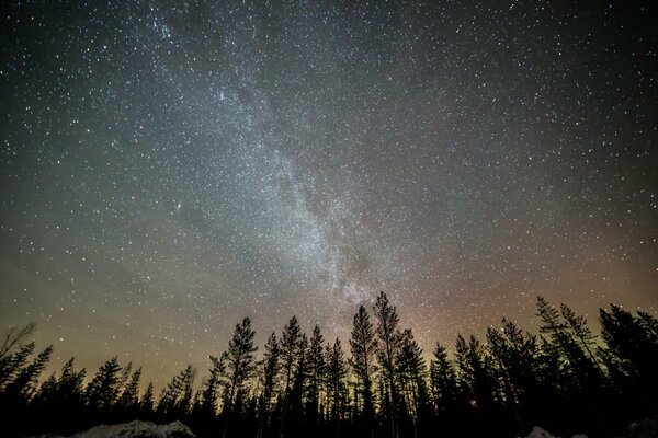 Voie lactée dans la forêt de nuit