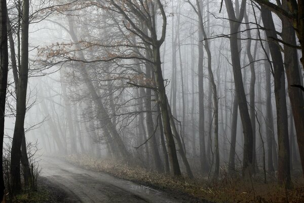 Foto cupa della foresta. Strada nebbiosa