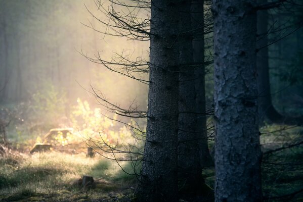 Pine forest in the rays of the sun