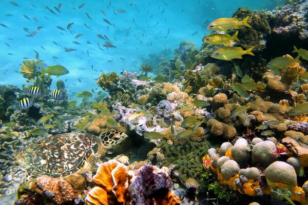 Un mondo sottomarino luminoso e pittoresco