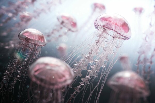 Las medusas Rosadas nadan bajo el agua