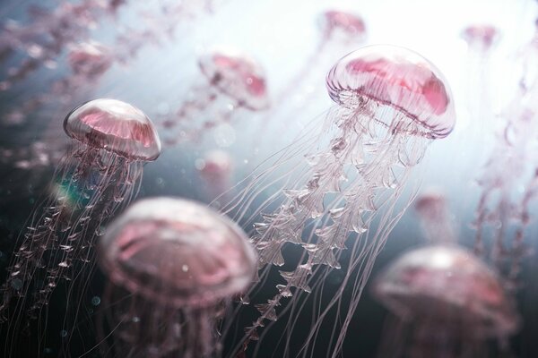 Różowe meduzy pływają pod wodą