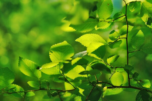 A branch of a tree with green leaves