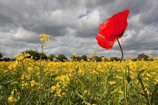 Field flowers yellow and poppy