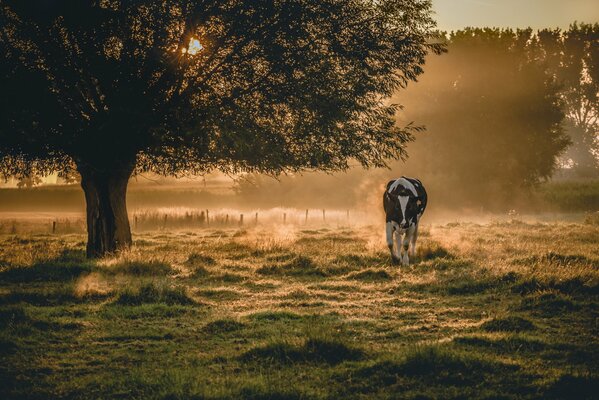 Morning fog lonely cow