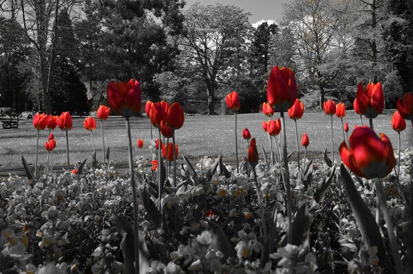 Rote Tulpen. Blumen im Park