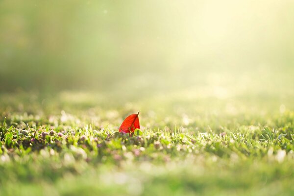 Rotes Blatt am sonnigen Morgen