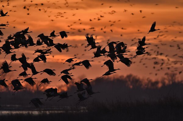 Volo degli uccelli al tramonto
