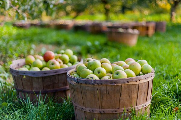 Volle Kisten von Gartenäpfeln