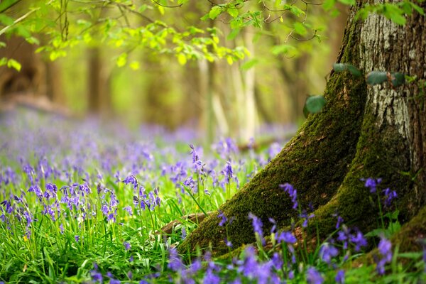 Blaue Blumen am Waldrand