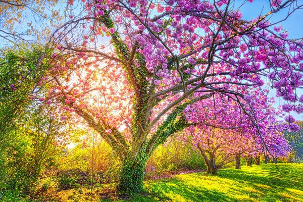 Árbol en flor en el parque de verano