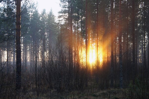 Les rayons du soleil à travers la forêt