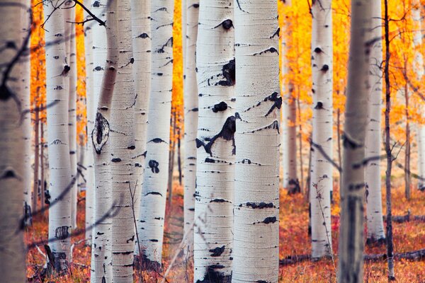 Autumn white birches in the forest