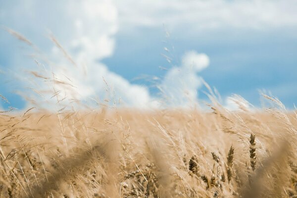 Campo dorato di grano contro il cielo blu