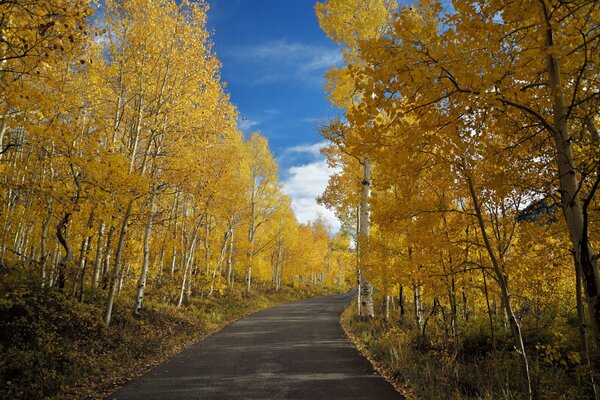 Route dans la forêt de bouleaux d automne