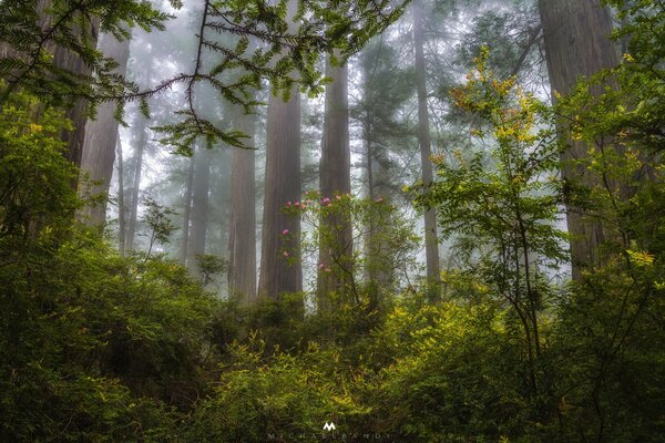 Forest in a haze of fog in California