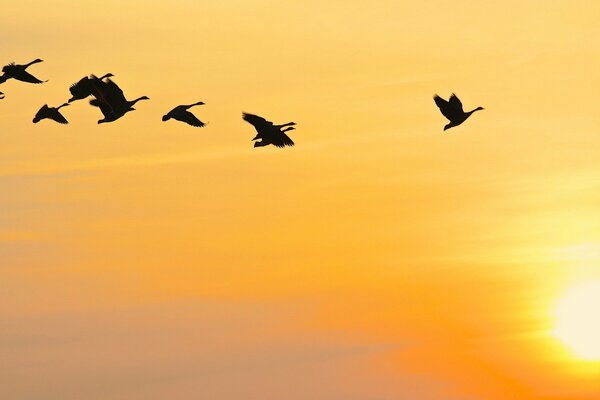 Vuelo de aves al atardecer