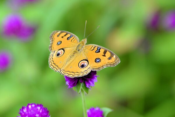 Hermosa mariposa en el Prado de verano