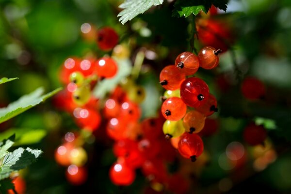 Bacche di ribes in natura, bacca rossa