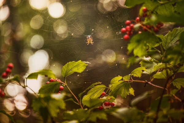 Eine Spinne webte ein Netz durch die Beeren des Viburnum