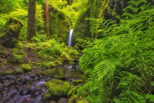 Cascada en el bosque entre helechos y árboles