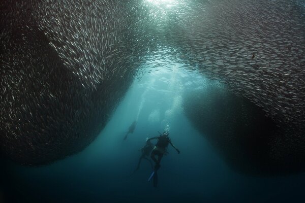 Подводный мир. Аквалангист в косяке рыб