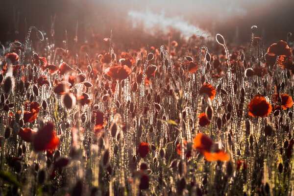 Morgendliches helles Feld von Mohnblumen