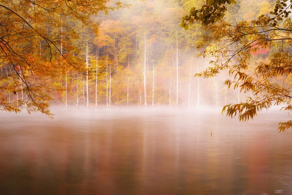 Pełzająca mgła wczesnym rankiem w lesie nad rzeką