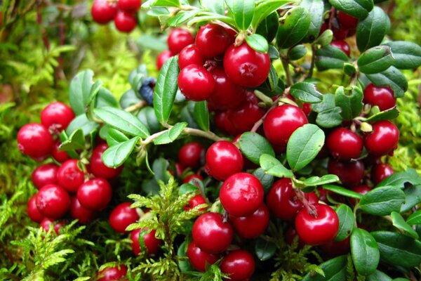 Ein Zweig mit Cranberry-Beeren übersät