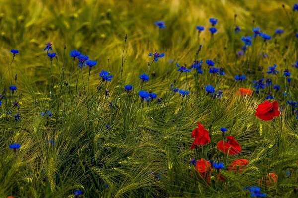 Mohnblumen und Kornblumen auf grünem Gras