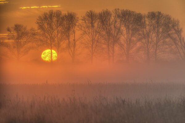 Wald im Nebel bei Sonnenuntergang